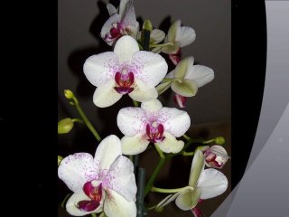 Meilleurs voeux pour 2011