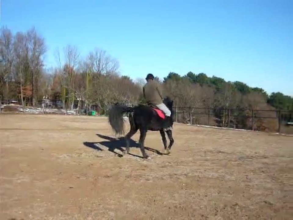 Sipan Pure Race Minorquine 6 ans