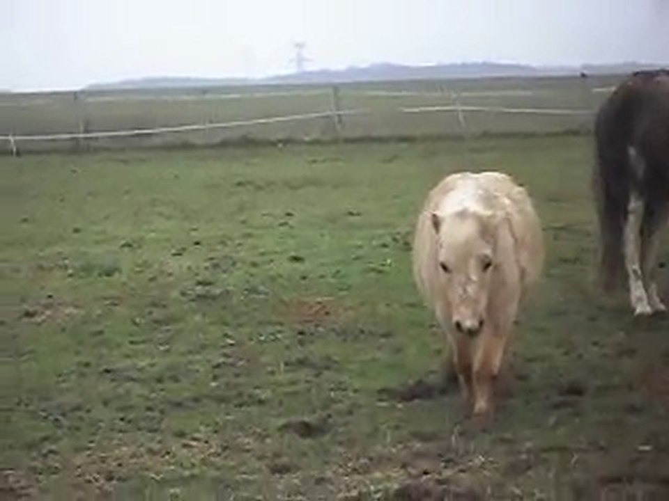 PONEY CLUB; ha ça se voit Gaston a joué!