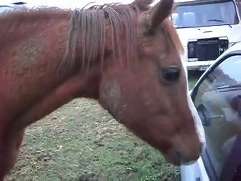 Au poney-club, une partie des clowns: mes chevaux et bb Kiss