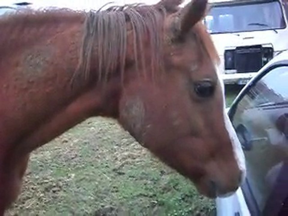 Au poney-club, une partie des clowns: mes chevaux et bb Kiss