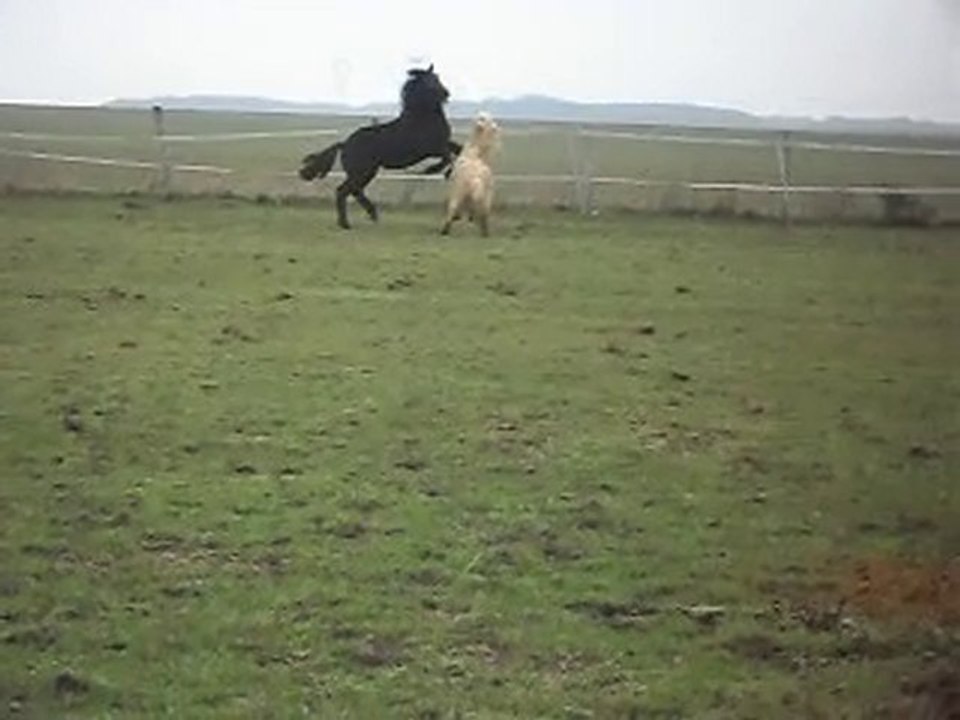 SHETLAND ET POULAIN MERENS DE 21 MOIS: 1 à 0 pour Gaston!