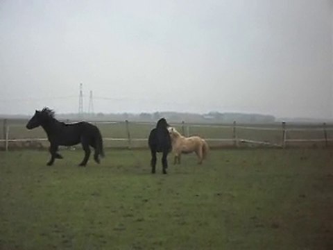 POULAINS MERENS et un des Shetlands, Gaston: joyeux drilles!