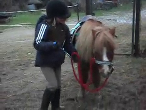 Stage A PONEY: les poneys à l' accueil !