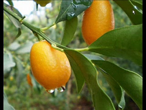 רגע של עברית עם משה ברק