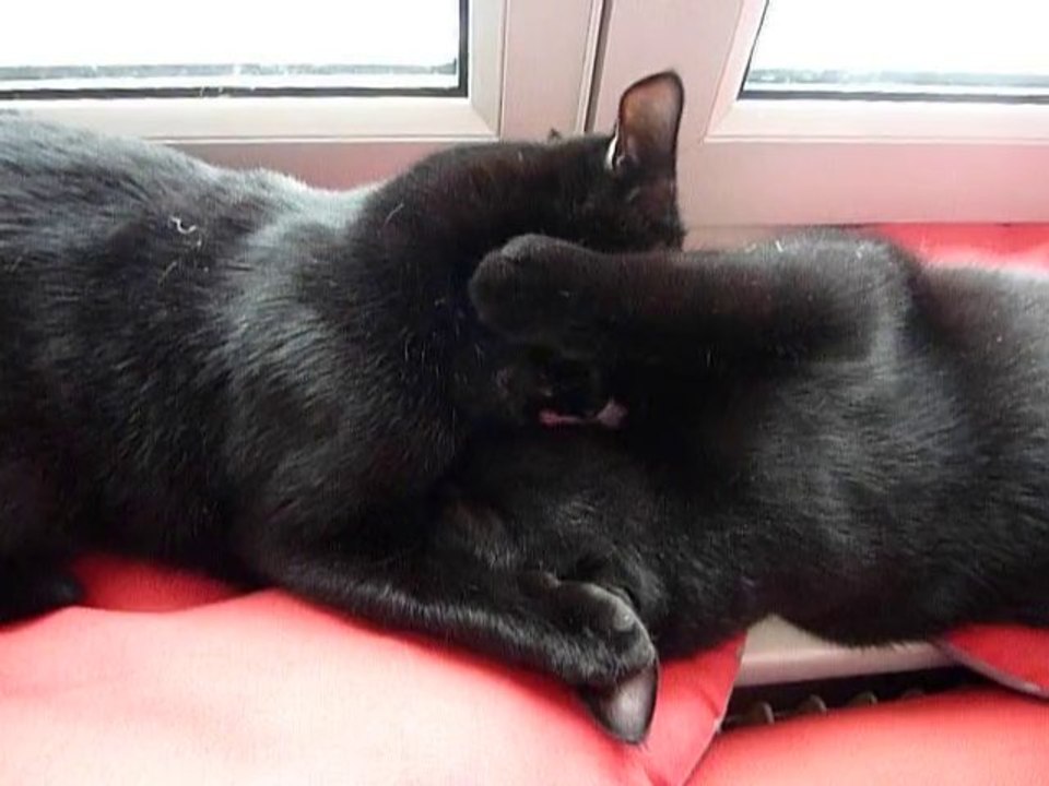 Charly n'aime pas qu'on le nettoie