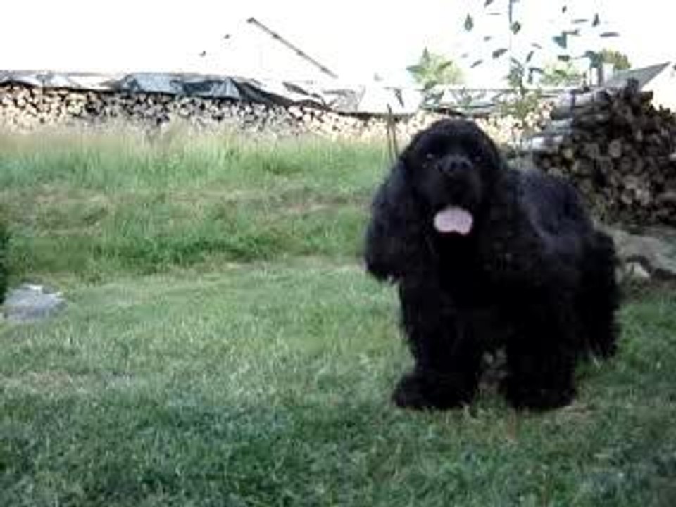 le chien qui vole 1/3