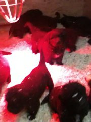 chiots dixie terre neuve marron de VALOYAN