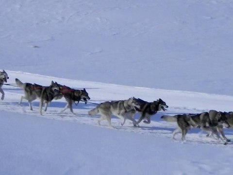 chiens de traineaux
