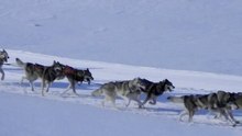 chiens de traineaux