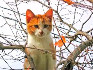 Cat Rescue | Pet Rescue | East Amwell-West Amwell-Hopewell,