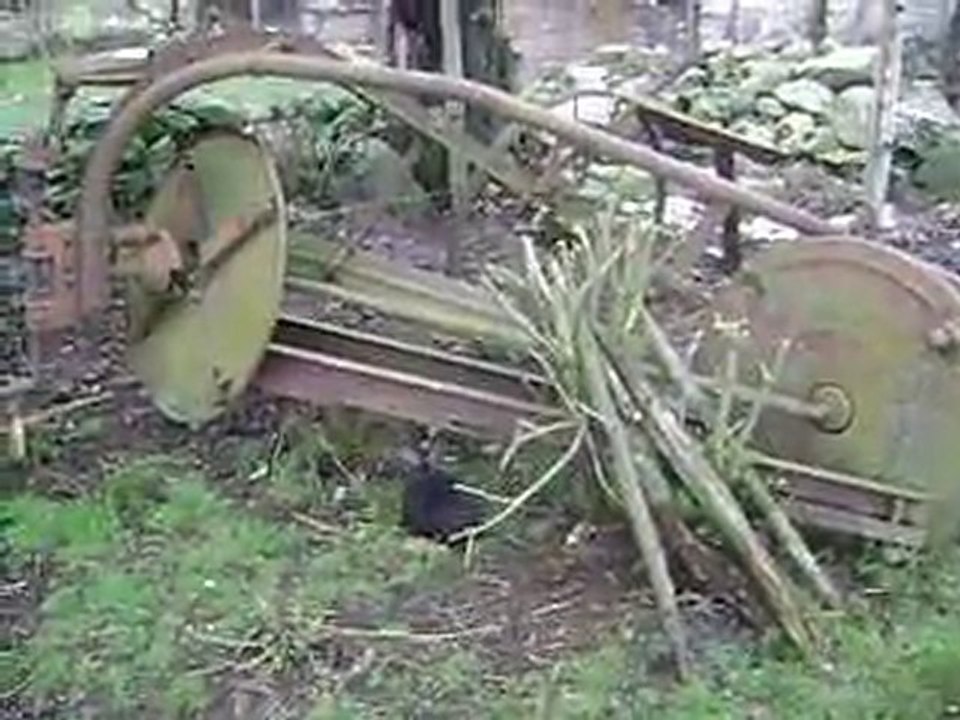 début de mes ariégeois a 2 mois et demi sur un lapin de cage