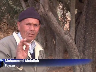 Le plus vieil olivier du monde donne toujours des olives