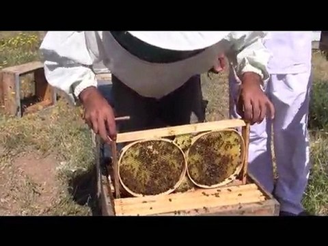 Ariş Bal Karakovan Kasnak Aşamaları