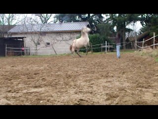 Quaracol 31.12.10 Début de cabré