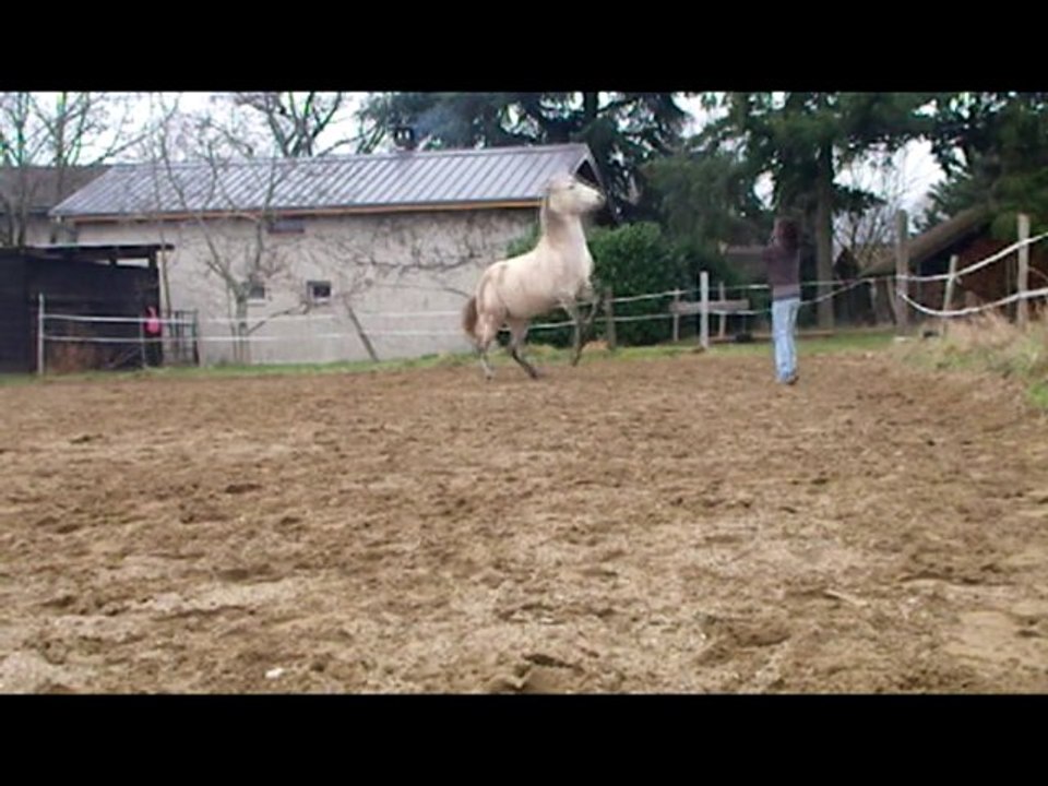 Quaracol 31.12.10 Début de cabré