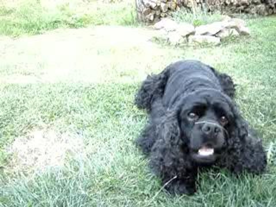 le chien qui vole 1/1