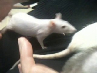 Pouikpouik, Gentoo, Screen