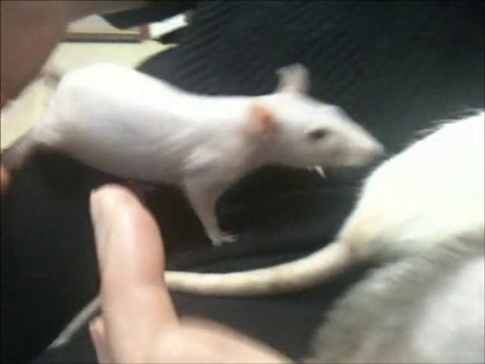 Pouikpouik, Gentoo, Screen