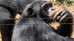 Endangered Chimps Offered Sanctuary in Sierra Leone
