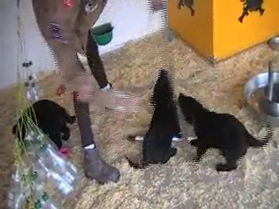 Chiots de Ironwill et de Belle-Panthère