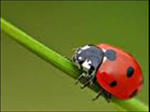 Cem Adrian - Sen Benim___NiLKaRa___