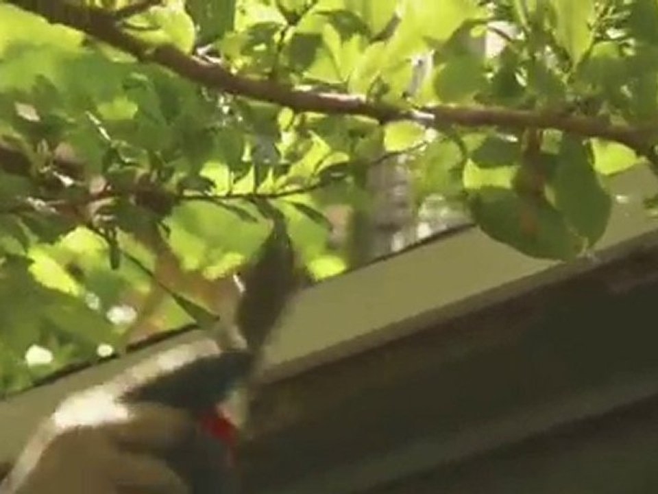 Pruning Trees with Gary Overton