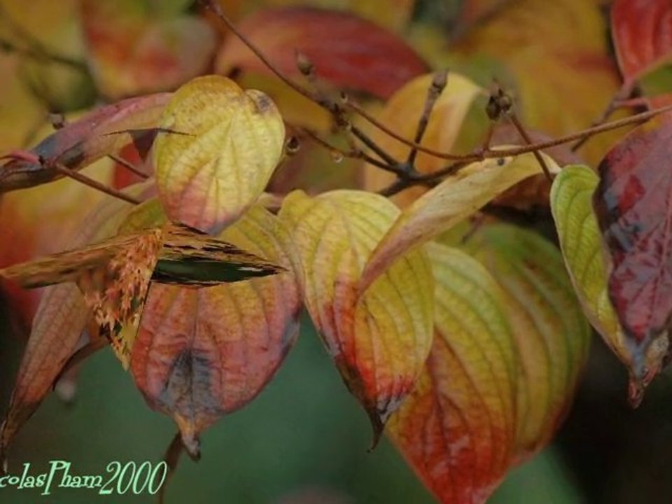 Tình Cuối Chân Mây (Ngô Thụy Miên - Don Hồ)