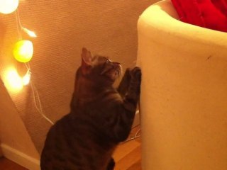 RONRON - Mimi sort ses griffes