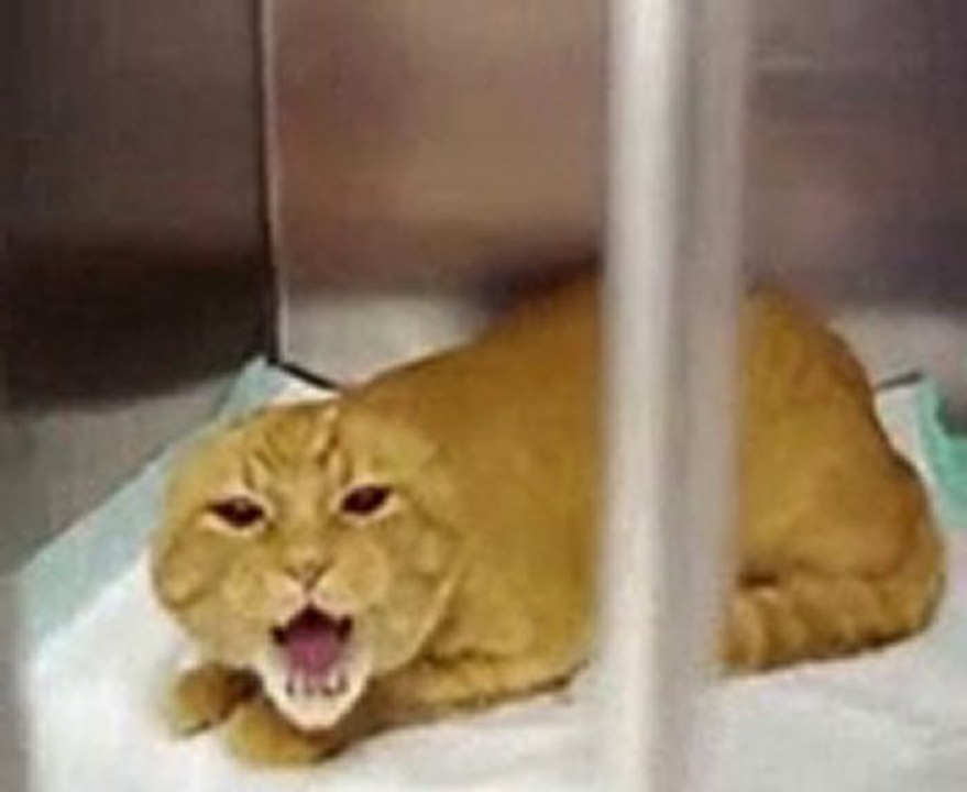 Chat mechant   Video drole Humour humour   Alibabsurf !