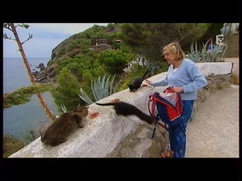 Les chats de Cadaquès