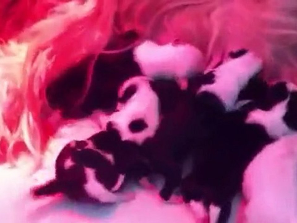 Réveillon du jour de l'An 2011