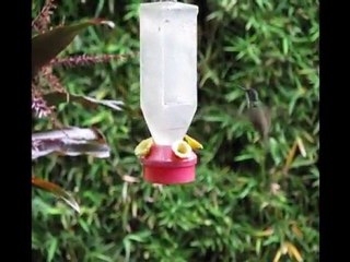 Hummingbirds of Guatemala