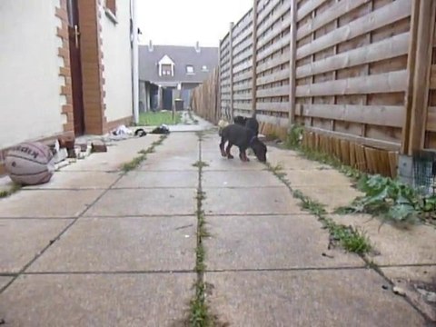 F-Litter Abyss x Zargo (30Decembre10)