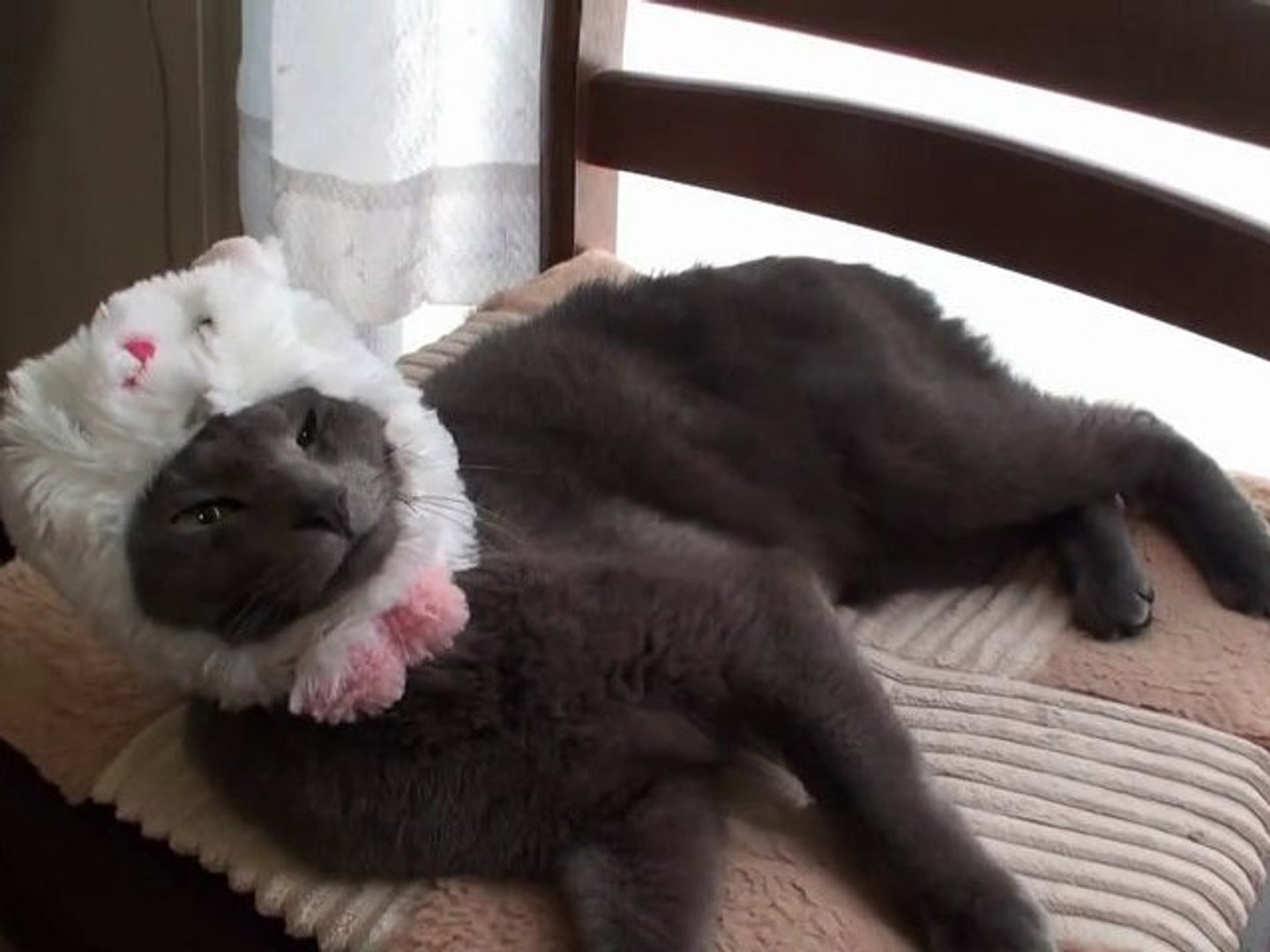 Chat Se Deguise Tout Seul En Lapin Incroyable Lol Cat Video Dailymotion