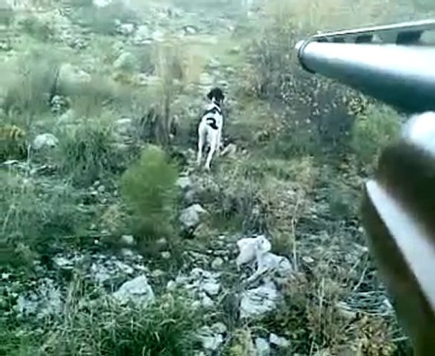 pointer jet
