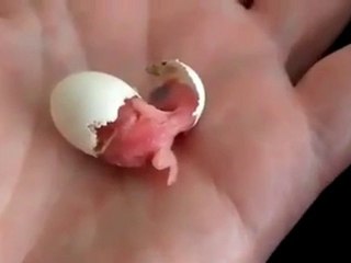 Naissance d'un oiseau - un oeuf se brise en live [Buzz bird]