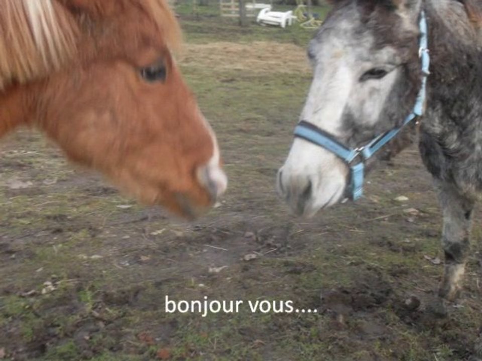 retour des anes