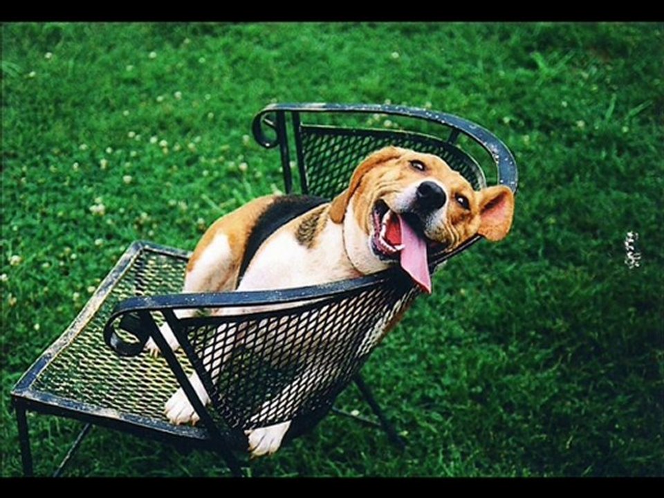 Pets Vid (Version 2)