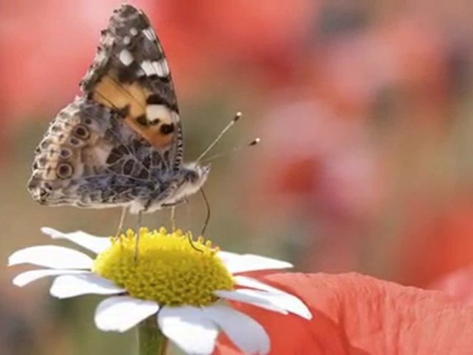 Esmaül Hüsna - 3 (Engin Noyan)