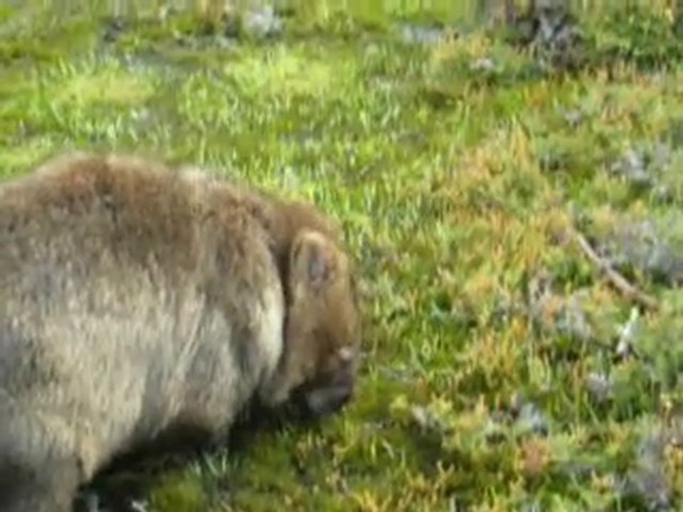 wombat.MOV