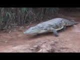 Découverte de la Ferme aux Crocodiles à Pierrelatte