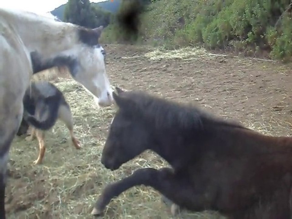 paintandquarterhorse la siete des poulains!