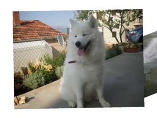 Samoyed Nala