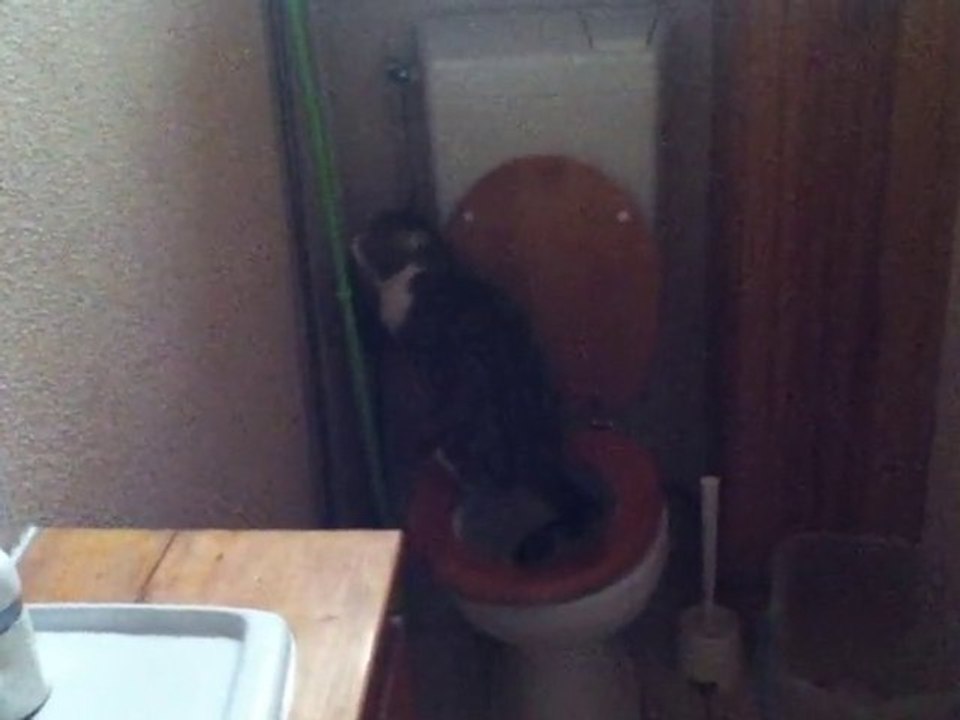 Helliot le chat fais pipi dans les toilettes ! :)