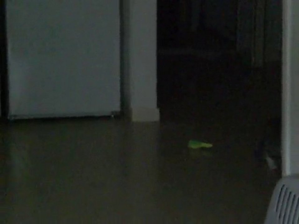 bébé chat qui joue