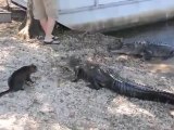 Un chat attaque 2 crocodiles - incroyable