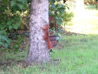 BENENUTS L'ECUREUIL