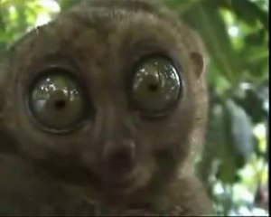 Le regard le plus effrayant : Lémurien VS Chat [Lol Cat]