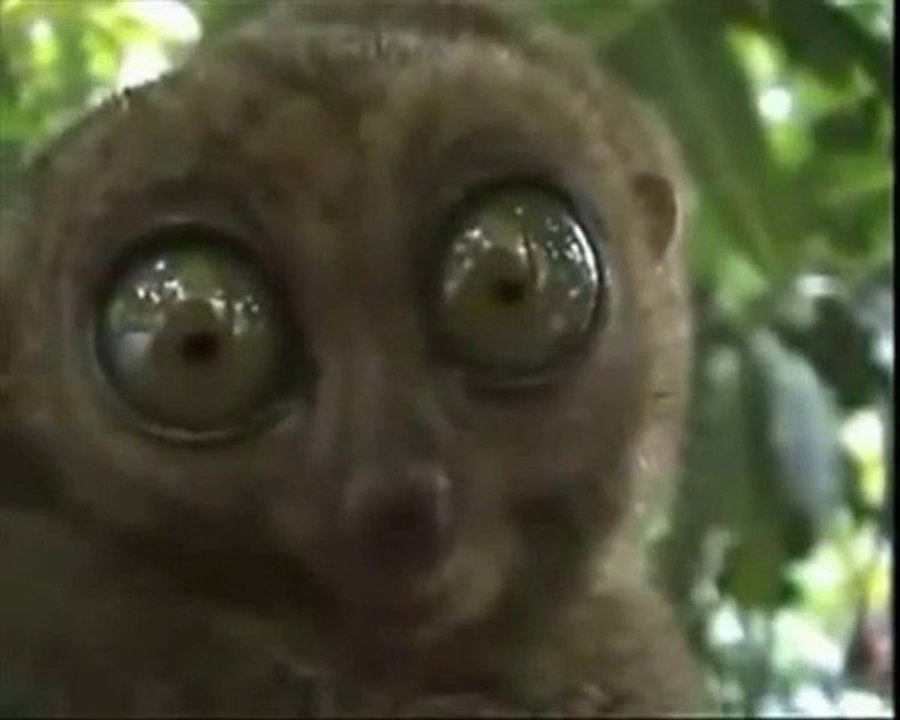 Le regard le plus effrayant : Lémurien VS Chat [Lol Cat]